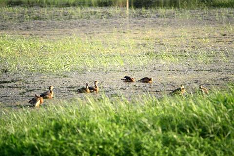 Birds in Goa - Download Goa Photos